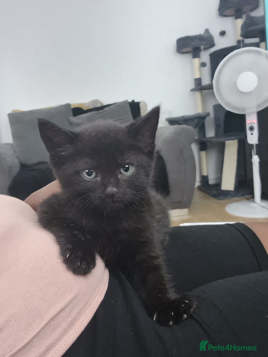 Domestic Shorthair cats for sale: 10 week old boy - Image 1