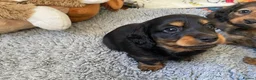 Miniature Dachshund dogs for sale: Stunning Long-haired Miniature Dachshund Puppies - Advert 6