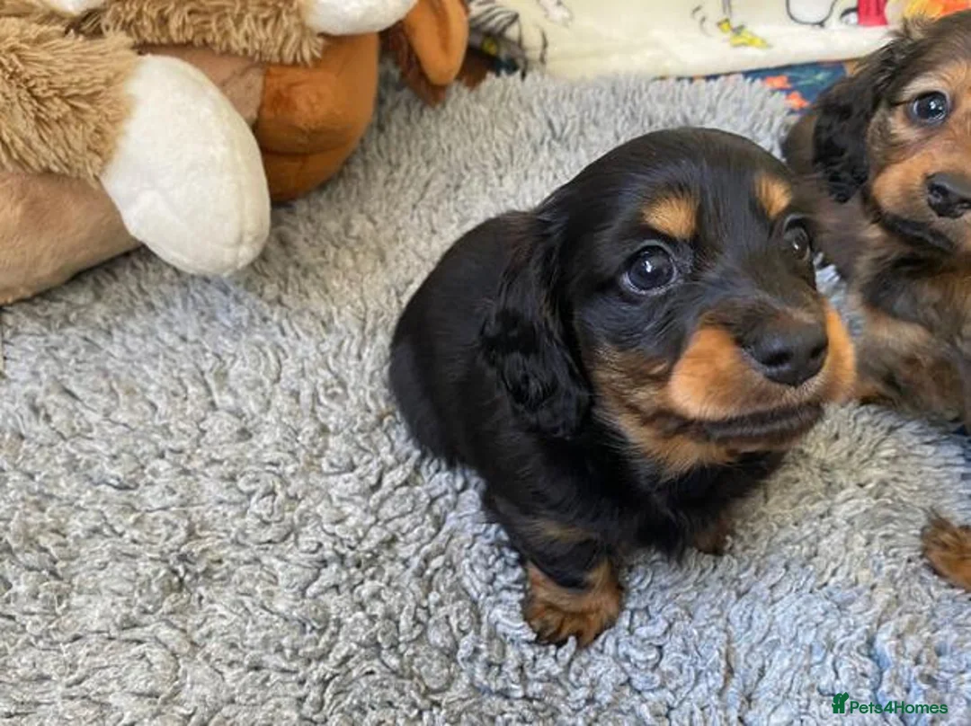 Miniature Dachshund dogs for sale: Stunning Long-haired Miniature Dachshund Puppies - Advert 6