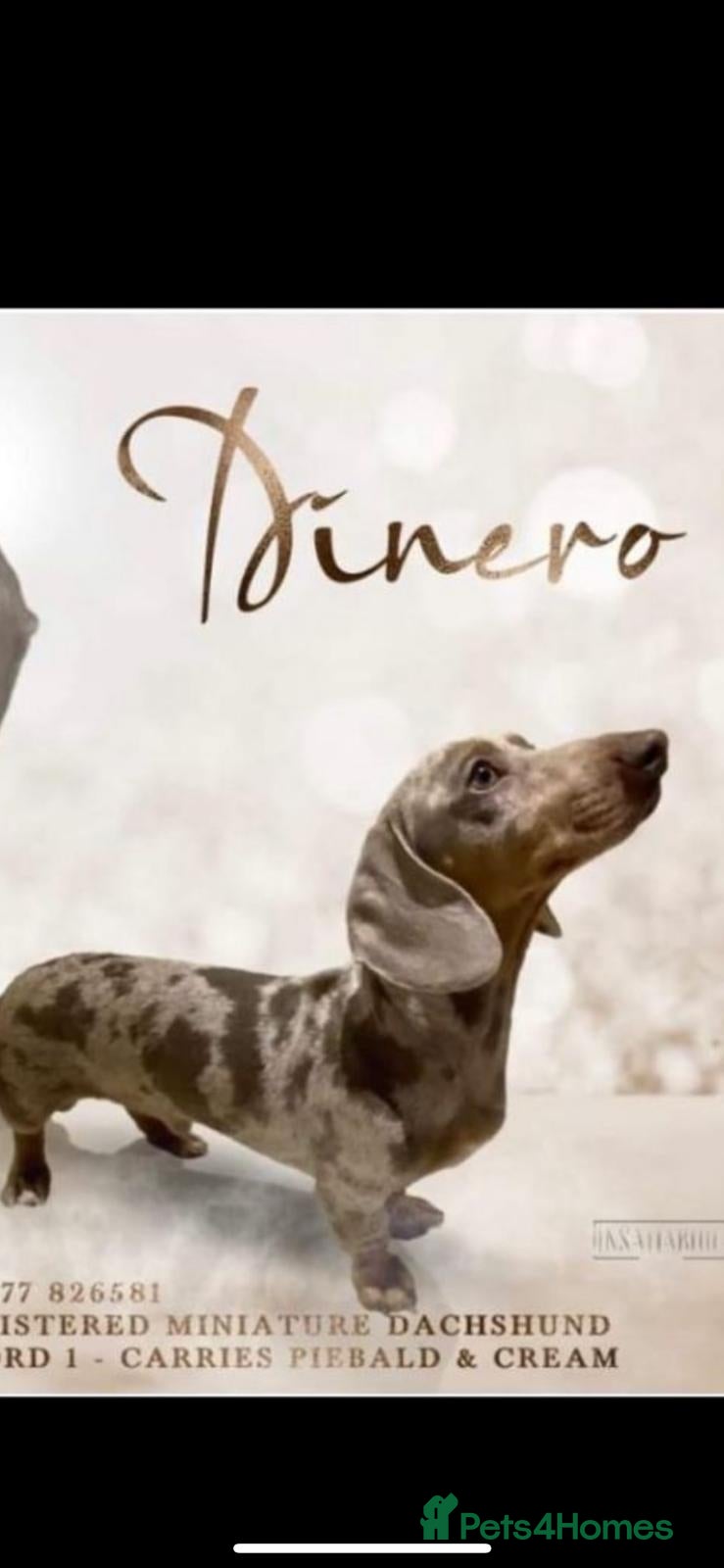 Dachshund dogs Isabella & tan dapple miniature dachshund  in Wolverhampton - Advert 4