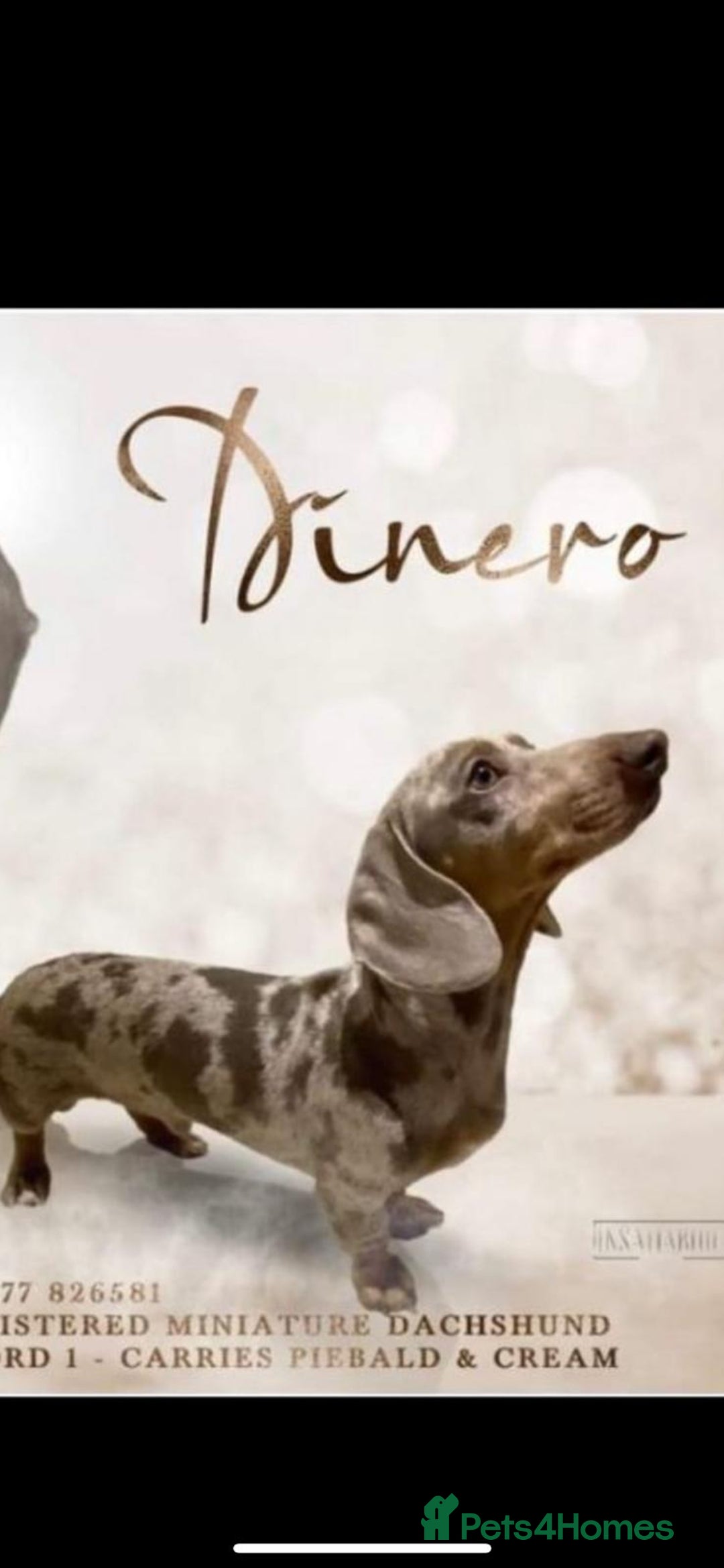 Dachshund dogs for stud: Isabella & tan dapple miniature dachshund  in Wolverhampton - Advert 1