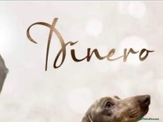 Dachshund dogs Isabella & tan dapple miniature dachshund in Wolverhampton - Advert 9