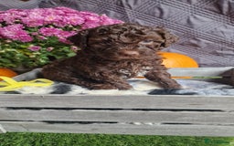 Lagotto Romagnolo dogs for sale: Beautiful Lagotto Romagnolo puppies, KC reg - Image 14