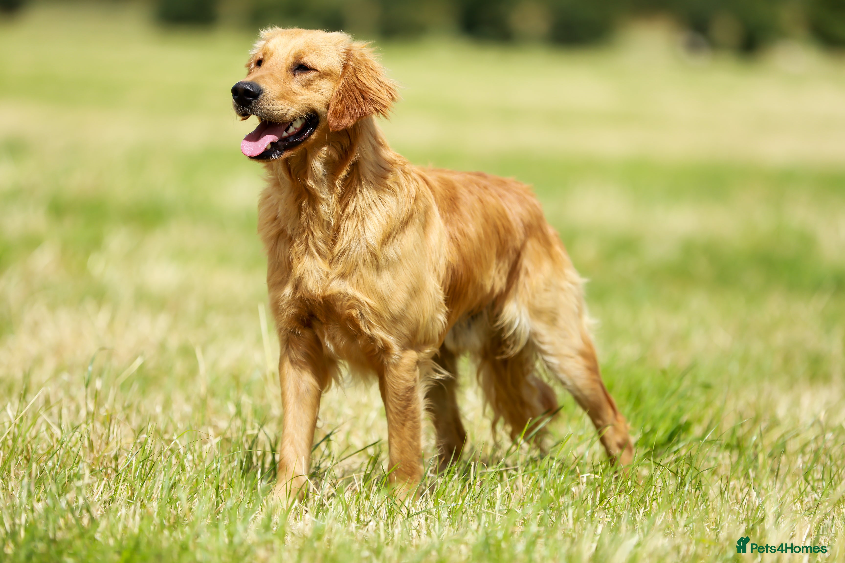Golden Retriever dogs Stunning golden retriever  in Doncaster - Advert 15