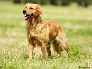 Golden Retriever dogs in Doncaster - Advert 28