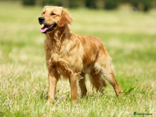 Golden Retriever dogs Stunning golden retriever in Doncaster - Advert 3
