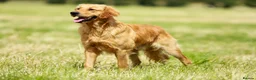 Golden Retriever dogs for stud: Stunning golden retriever  in Doncaster - Advert 1