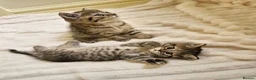 Scottish Fold cats for sale: Adorable Scottish Fold Straight Ear Tabby Kittens - Advert 35