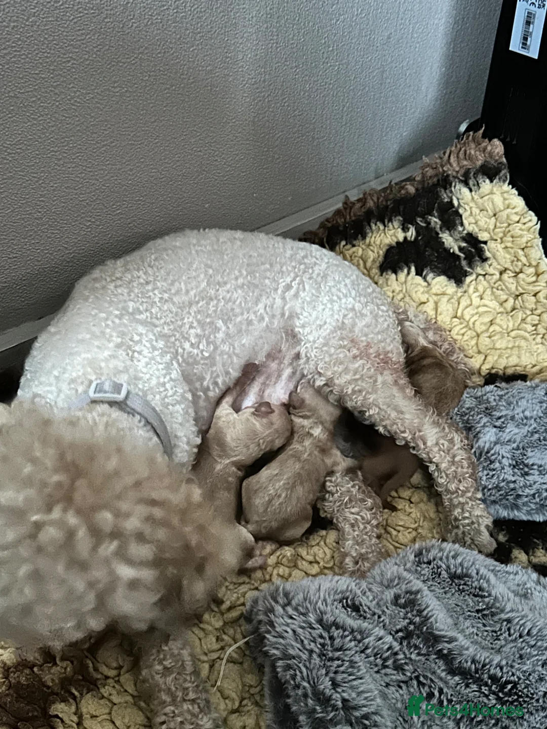 Cavapoo dogs for sale: Adorable Cavapoo puppies  - Advert 2