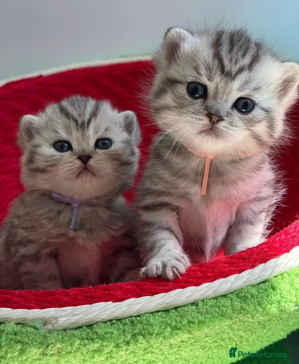 British Shorthair cats Stunning silver spotted British shorthair kittens - Advert 1