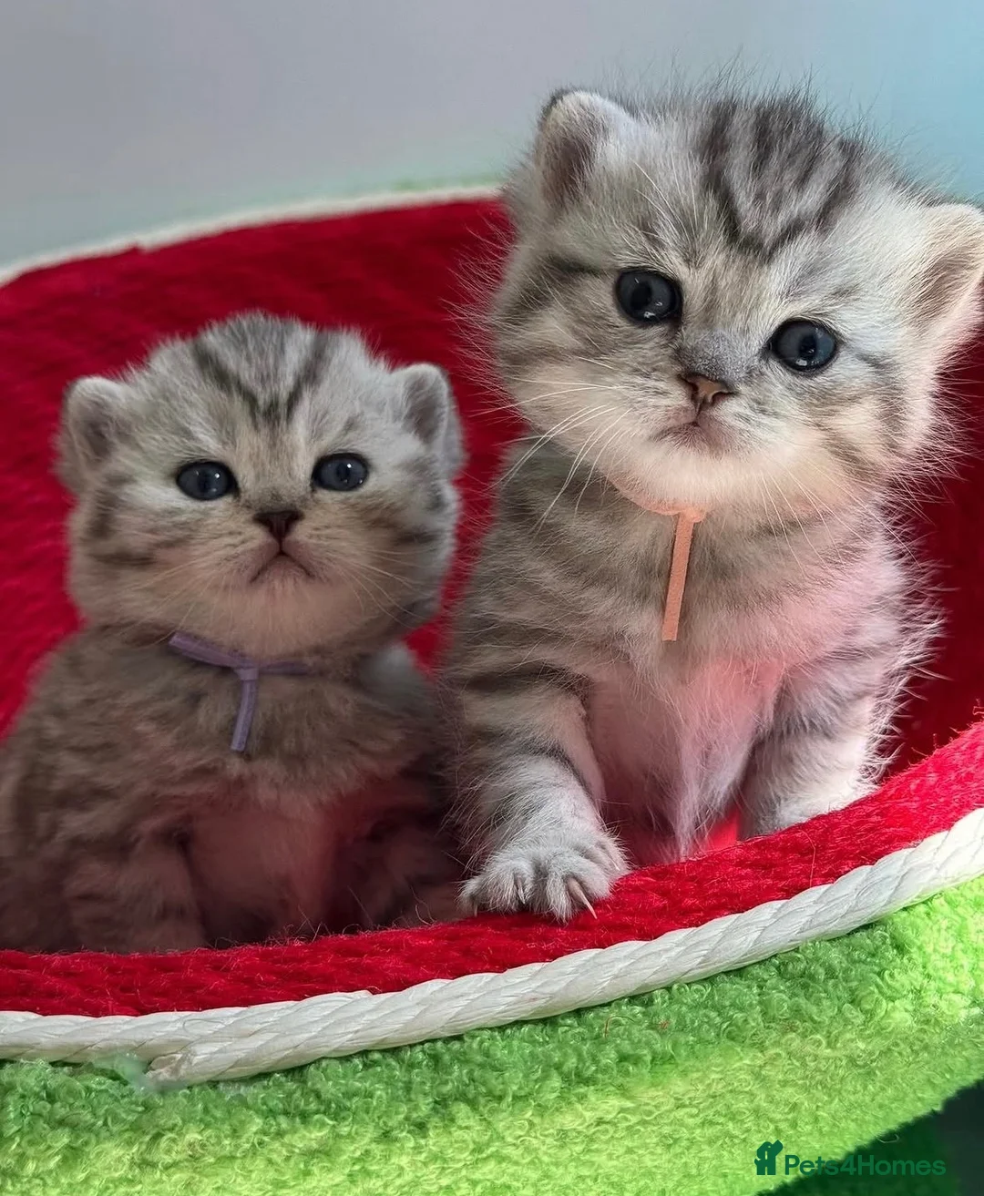 British Shorthair cats for sale: Stunning silver spotted British shorthair kittens - Advert 1