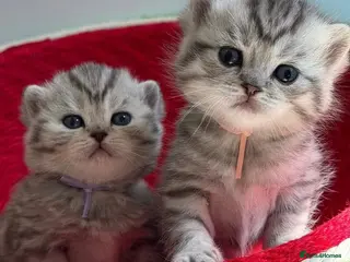 British Shorthair cats Stunning silver spotted British shorthair kittens - Advert 16