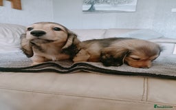 Miniature Dachshund dogs for sale: Long haired Shaded cream, 5 ⭐ licenced breeder - Image 14