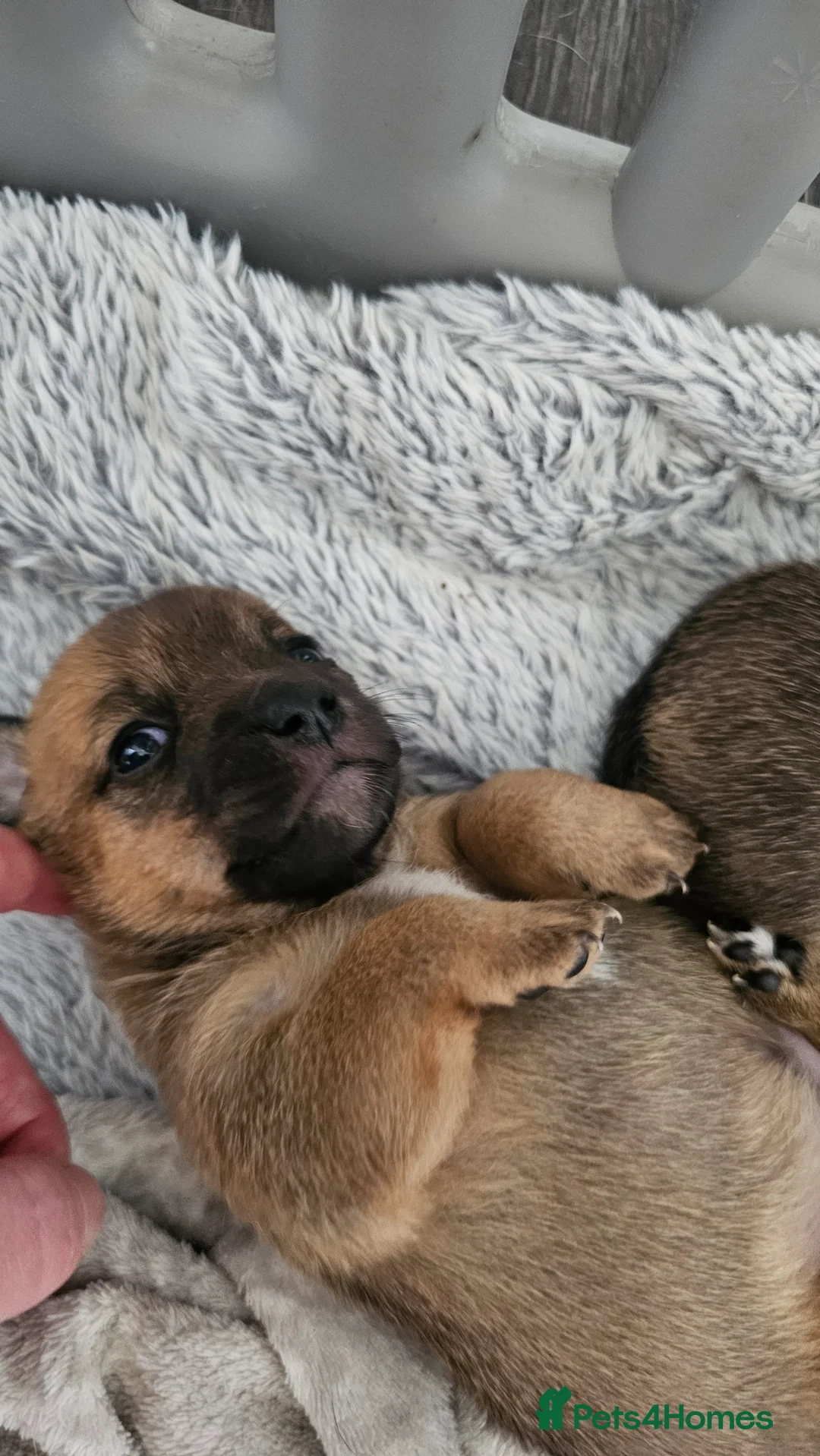 Jack Russell dogs for sale: 4 chunky Jack russell pups in Winsford - Advert 10
