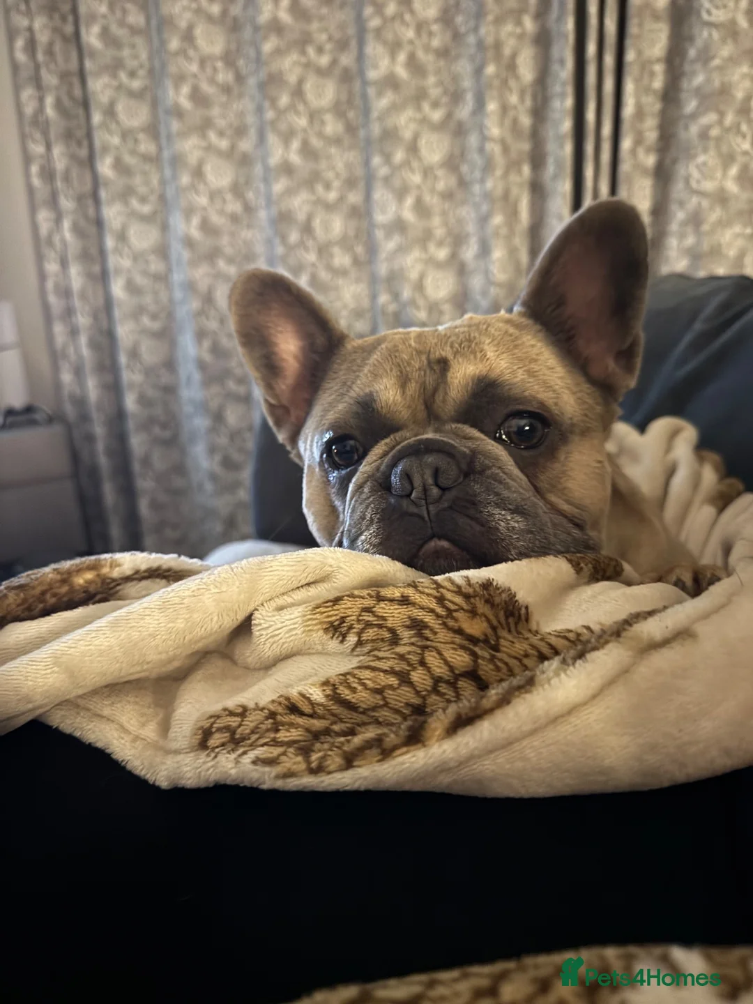 French Bulldog dogs for sale: 3 year old male French bulldog for sale. in Lincoln - Advert 6