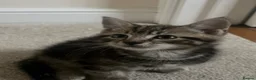 Mixed Breed cats for sale: Tabby Boys for Sale  - Advert 3