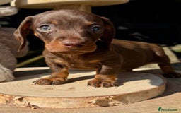 Miniature Dachshund dogs for sale: KC TRUE MINI DACHSHUND PUPPIES  - Image 2