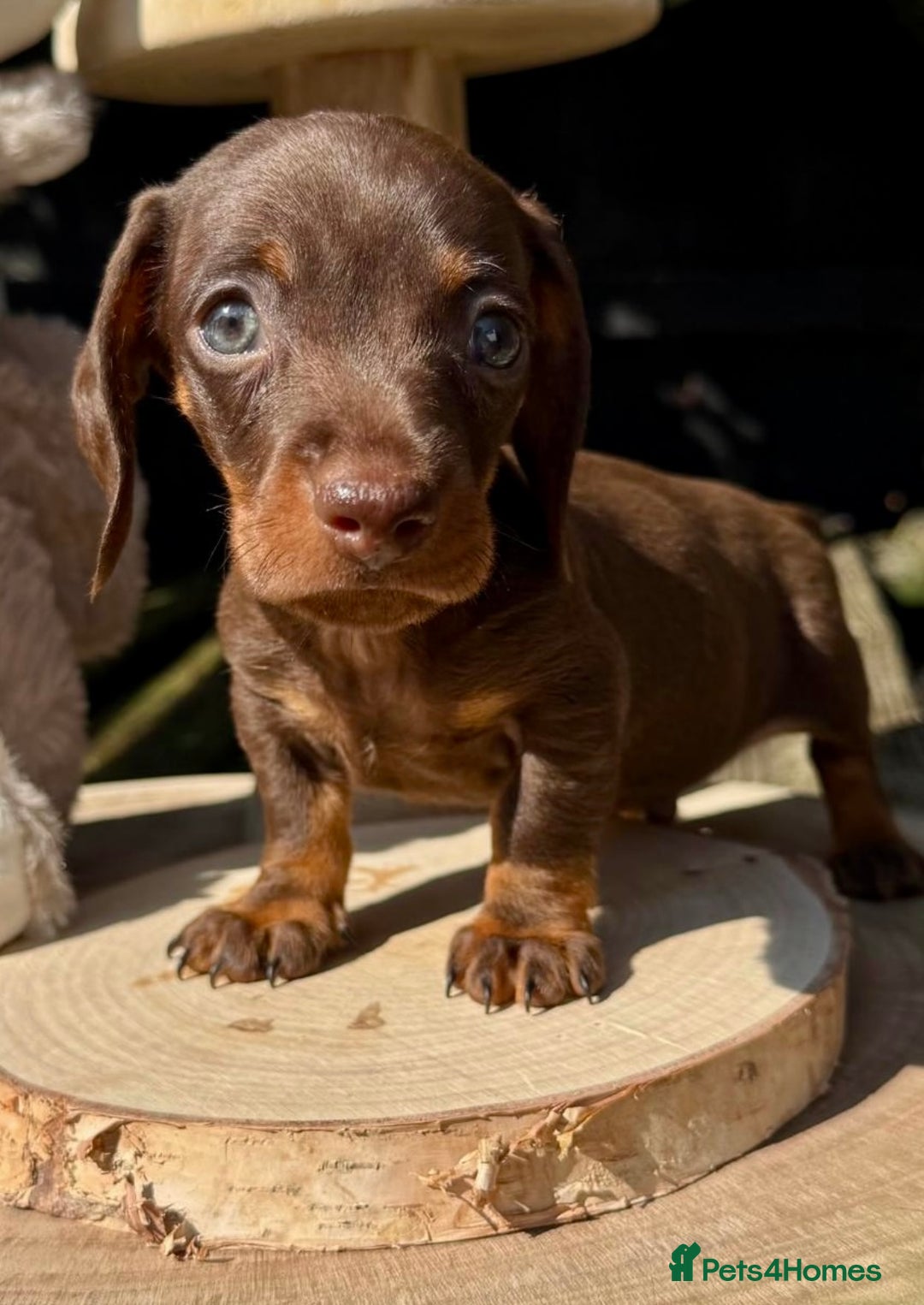 Miniature Dachshund dogs for sale: KC TRUE MINI DACHSHUND PUPPIES  - Image 2