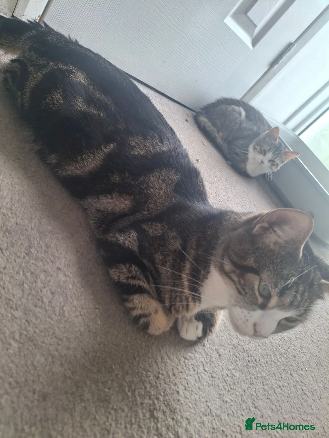 Mixed Breed cats for sale: 7 Beautiful Kittens for Sale - Advert 1
