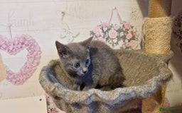 Chartreux cats for sale: Chartreux sisters  - Image 12