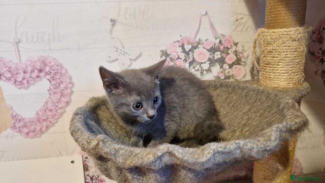 Chartreux cats for sale: Chartreux sisters  - Image 12