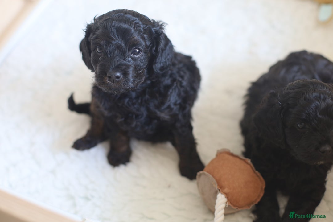 Cavapoo dogs for sale: LAST Black (tan paws/muzzle) F1 Cavapoo Dog Puppy - Image 16