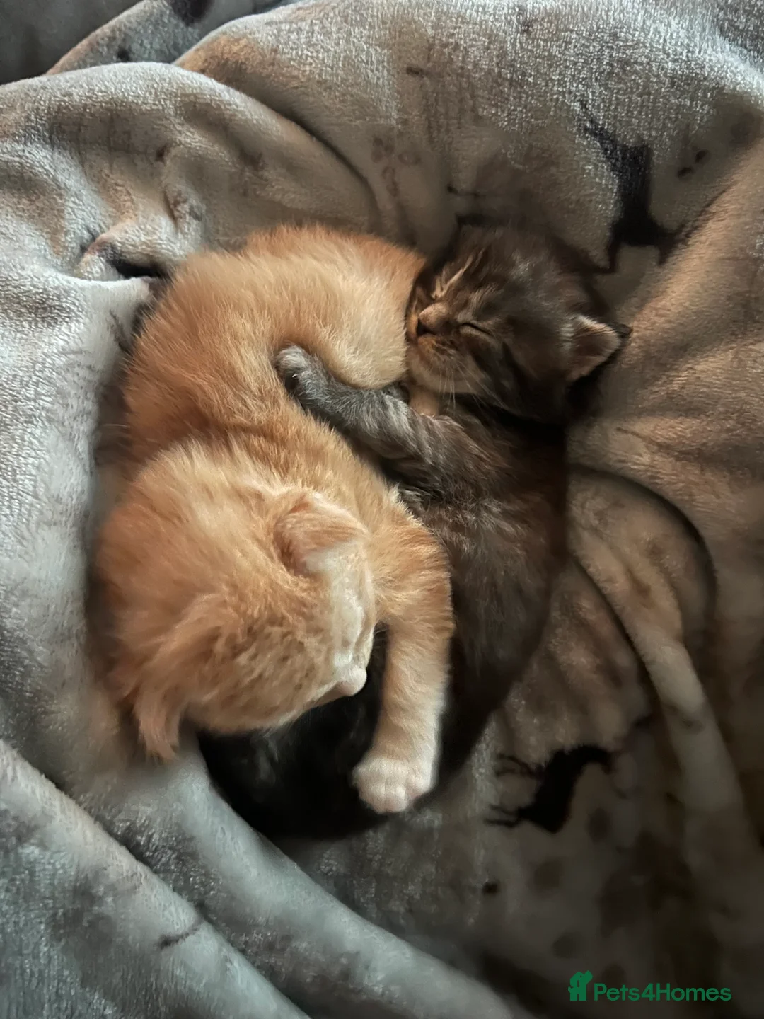 Maine Coon cats for sale: Register Maine Coon Kittens  - Advert 10