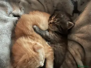 Maine Coon cats Register Maine Coon Kittens - Advert 6