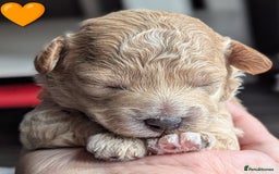 Poochon dogs for sale: 🐾 Adorable F1b Poochon Puppies - Ready November🐾 - Image 18