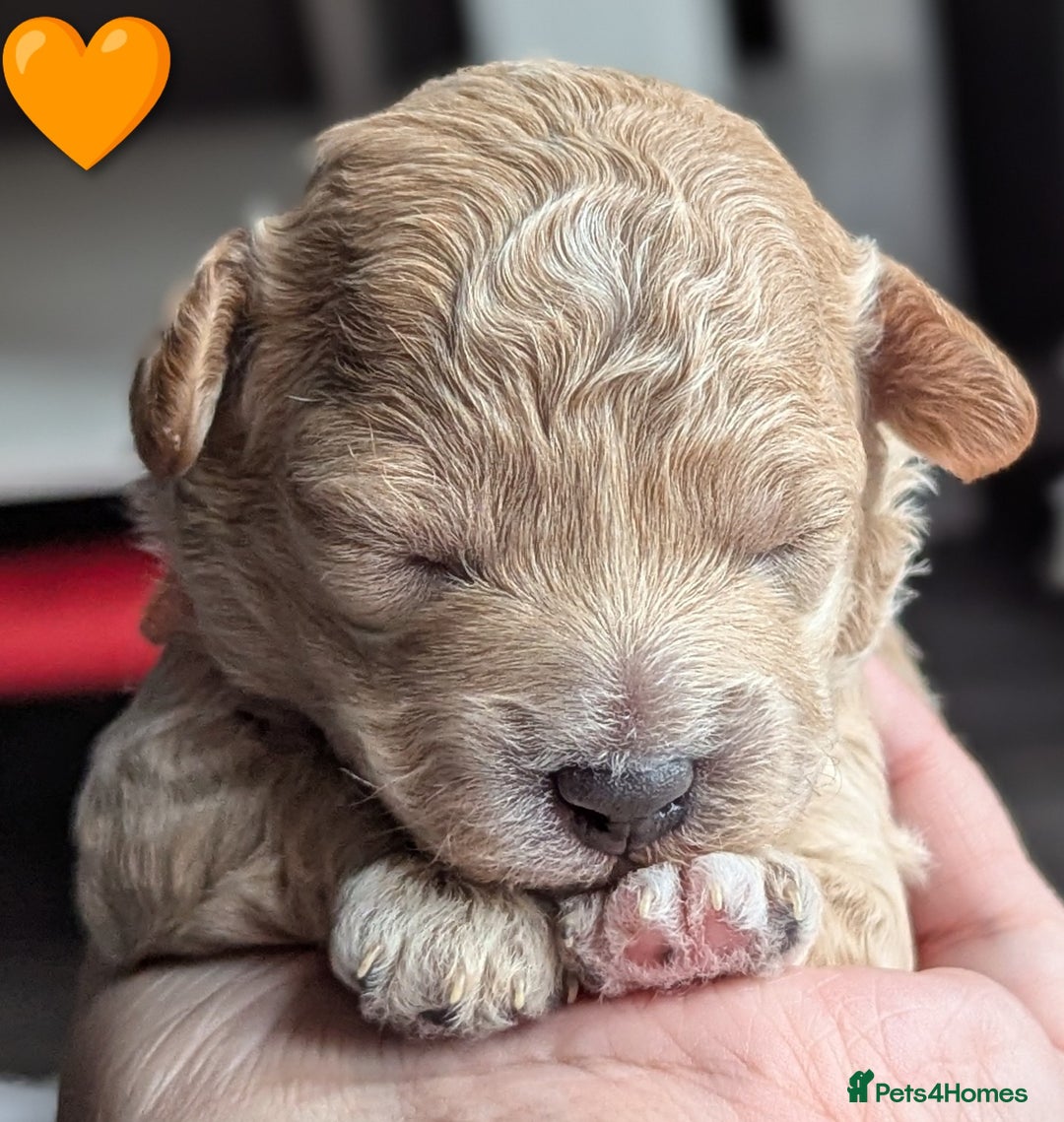 Poochon dogs for sale: 🐾 Adorable F1b Poochon Puppies - Ready November🐾 - Image 18