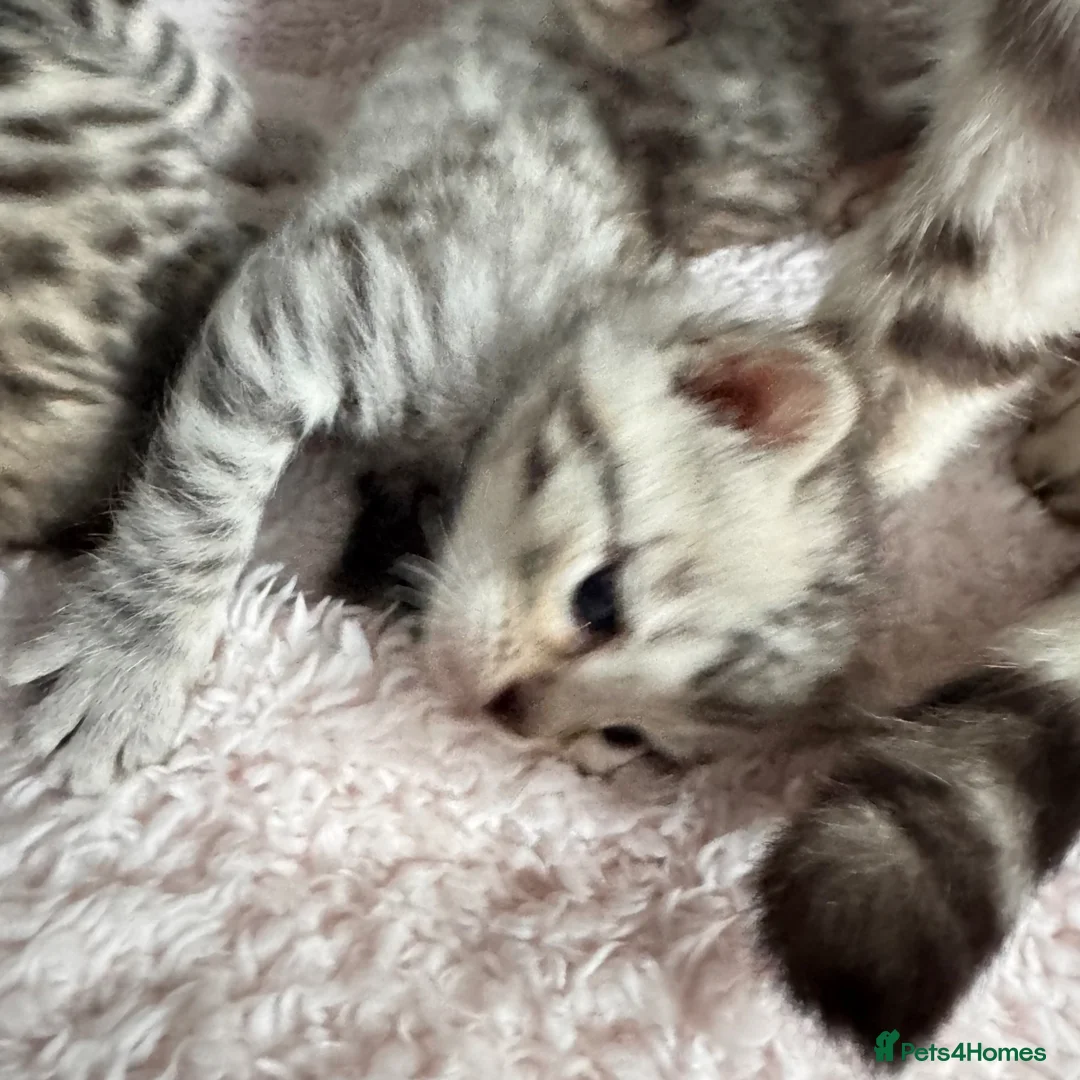 Bengal cats for sale: Bengal Kittens with amazing markings in Plymouth - Advert 2