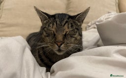 Domestic Shorthair cats for sale: Please adopt Jupiter💕 - Image 2