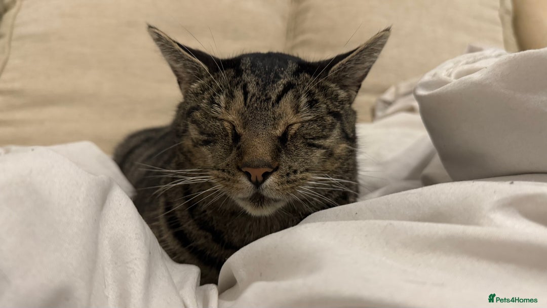 Domestic Shorthair cats for sale: Please adopt Jupiter💕 - Image 2