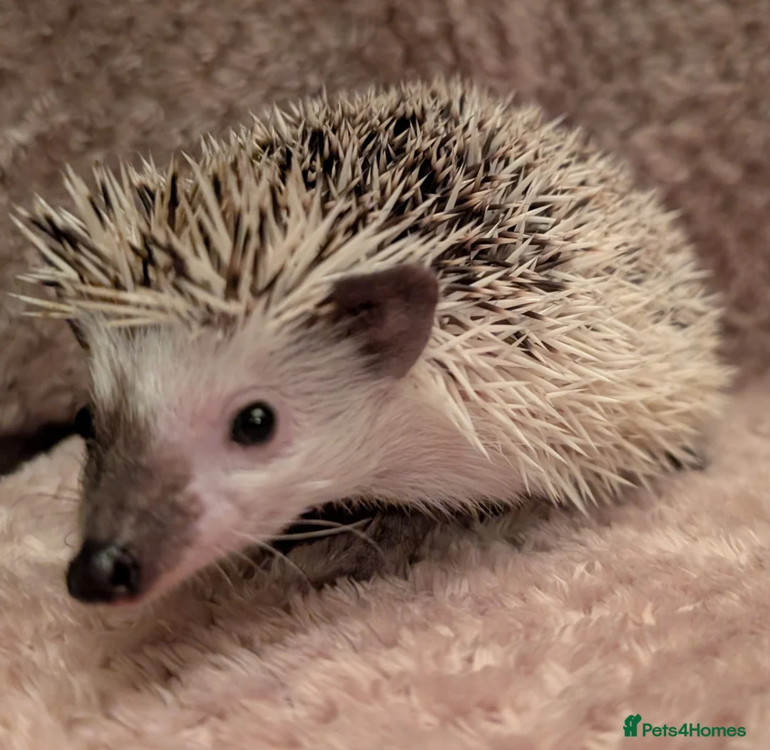 Pygmy Hedgehog rodents for sale: Little boy hedgehog  - Advert 6