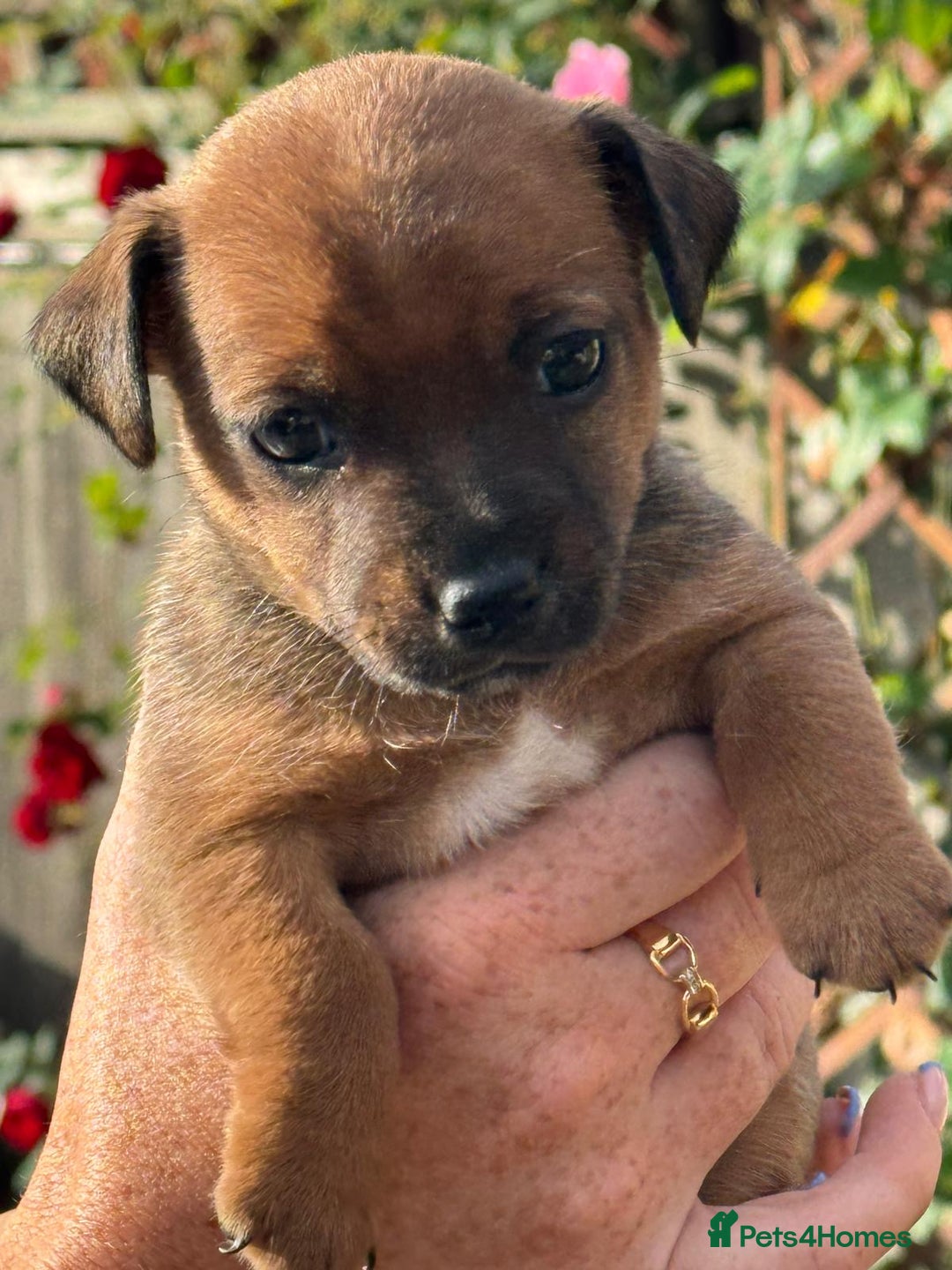Jack Russell dogs for sale: 2x Jack Russell puppies  - Image 2