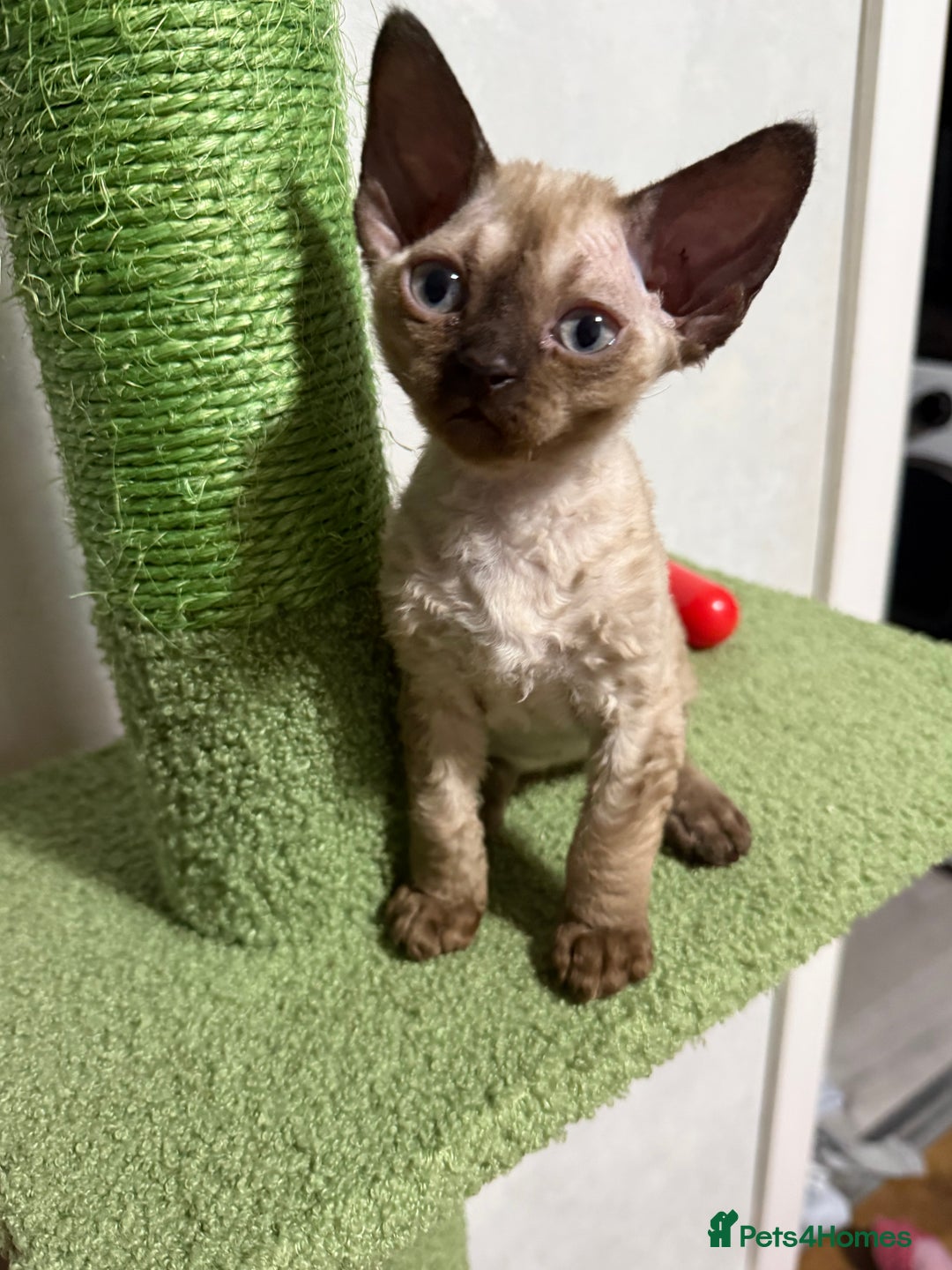 Devon Rex cats for sale: 😍😍😍 3 girls registered GCCF😍😍😍 - Advert 9