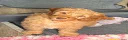 Cavapoo dogs for sale: Adorable F1b Cavapoo’s puppies ready now with 💉💉 - Advert 12