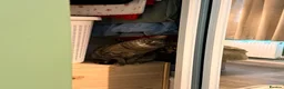 Domestic Shorthair cats for sale: 2 Gorgeous Girls for Re-homing - Advert 30
