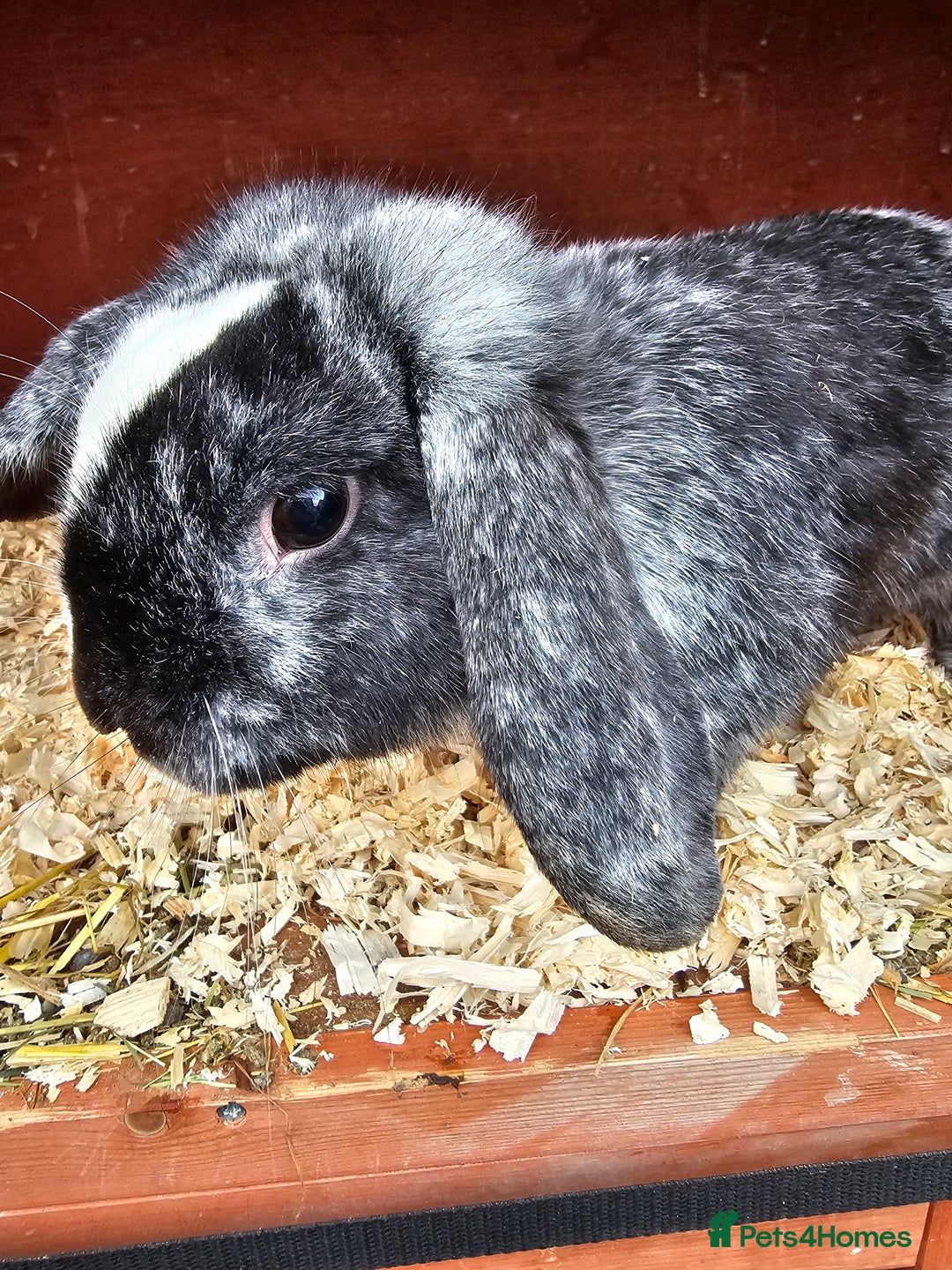 Mini Lop rabbits for sale: Mini lop buck 10 month old - Advert 3