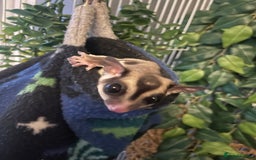 Sugar Glider rodents for sale: breeding pair of sugar gliders  - Image 3