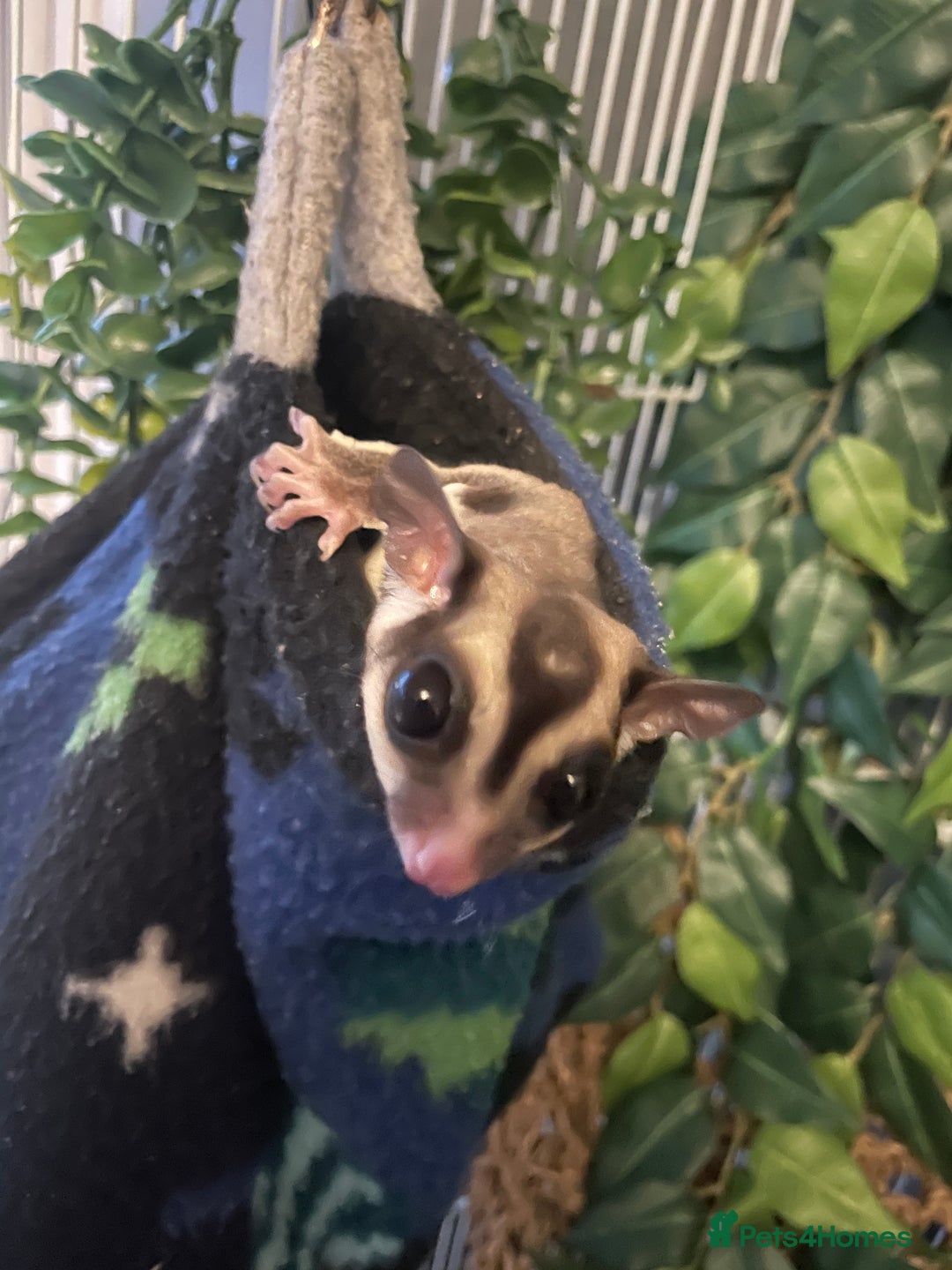 Sugar Glider rodents for sale: breeding pair of sugar gliders  - Image 3
