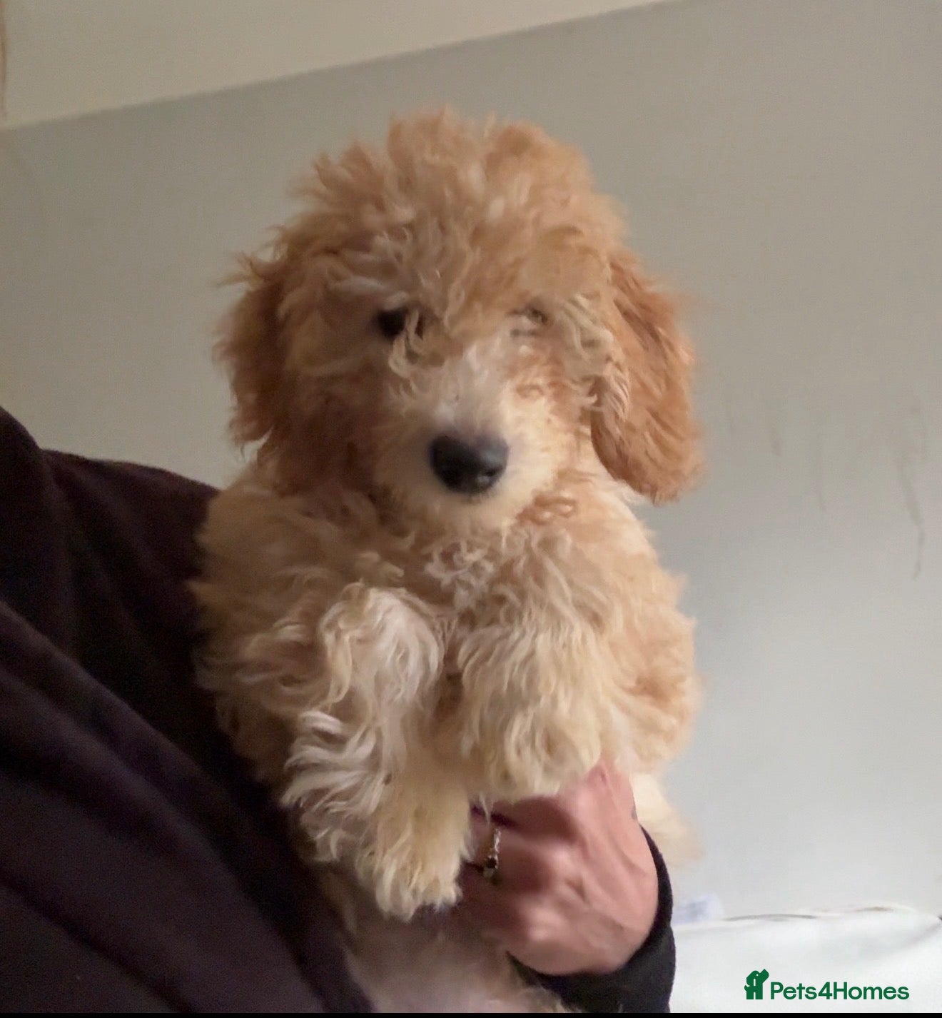 Mini Goldendoodle dogs for sale: F1B Mini Goldendoodle Boy -12 weeks old - Advert 2