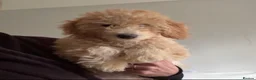 Mini Goldendoodle dogs for sale: F1B Mini Goldendoodle Boy -12 weeks old - Advert 2