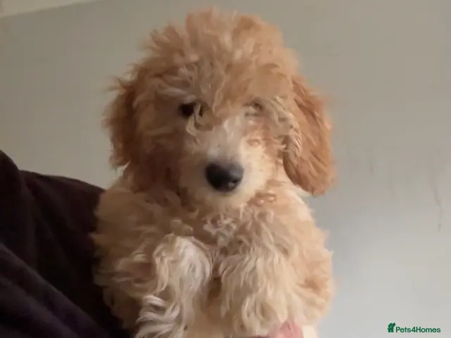Mini Goldendoodle dogs for sale: F1B Mini Goldendoodle Boy -12 weeks old - Advert 2