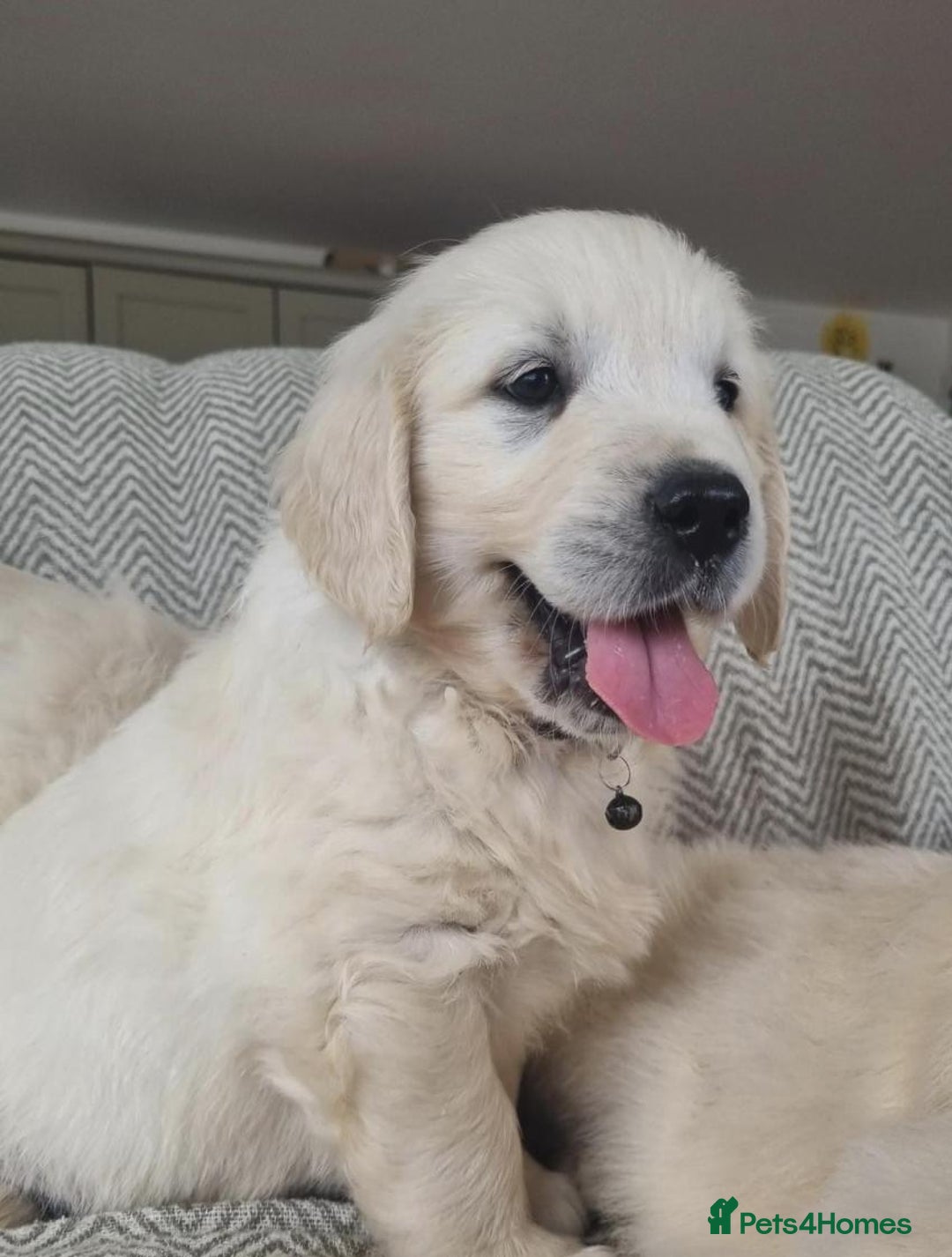Golden Retriever dogs for sale: CHUNKY CREAM GOLDEN RETRIEVER PUPPIES - Advert 3