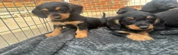 Doxiepoo dogs for sale: Beautifully bread Doxiepoos  - Advert 8