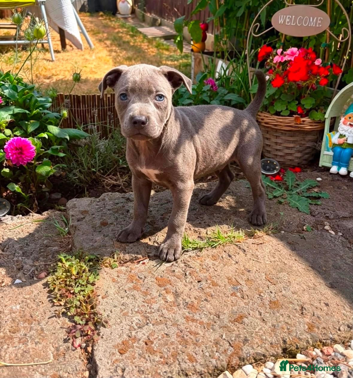 Staffordshire Bull Terrier dogs Top quality pedigree staff puppies  - Advert 1
