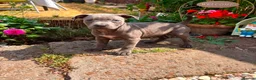 Staffordshire Bull Terrier dogs for sale: Top quality pedigree staff puppies  - Advert 3