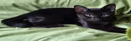 Mixed Breed cats for sale: Must go ASAP 1 black 12 week old kittens  - Advert 2