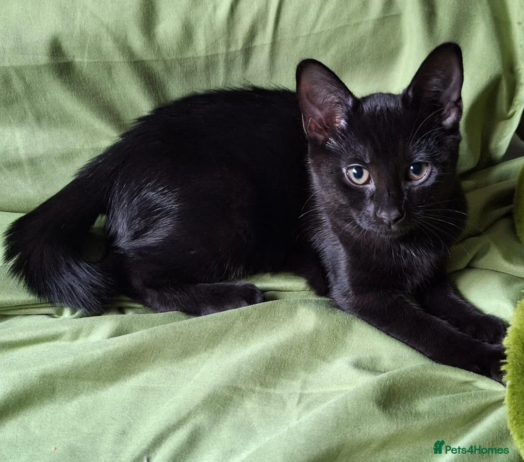 Mixed Breed cats for sale: Must go ASAP 1 black 12 week old kittens  - Advert 2
